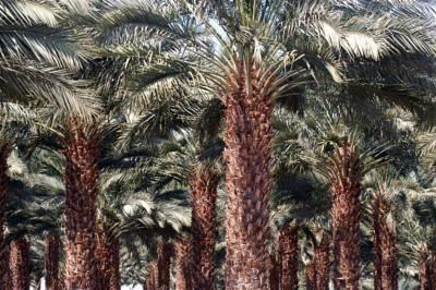 Oasis Negev 호텔 아라드 외부 사진